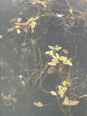 Potamogeton amplifolius