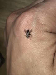 Vanderwulpia sequens