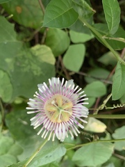 Passiflora colimensis