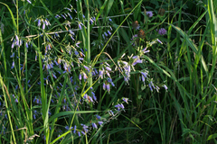 Adenophora triphylla