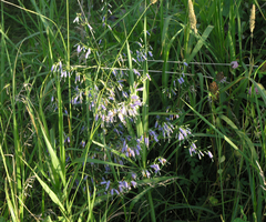 Adenophora triphylla