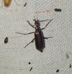 Pyrota tenuicostatis