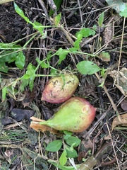 Passiflora colimensis