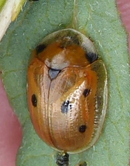 Jonthonota nigripes