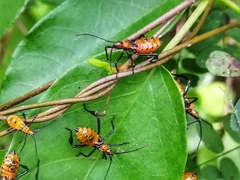 Leptoglossus gonagra