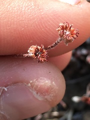 Eriogonum caespitosum