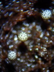 Cribraria rufa