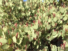 Arctostaphylos viscida pulchella