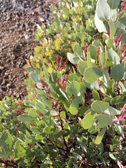 Arctostaphylos viscida pulchella