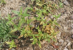 Pucciniastrum epilobii