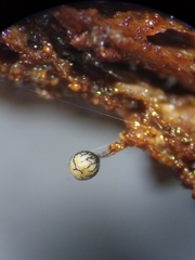 Cribraria rufa