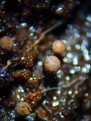 Cribraria rufa
