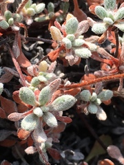 Eriogonum caespitosum