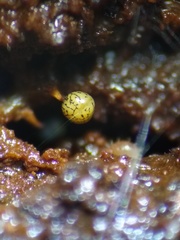Cribraria rufa