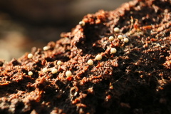 Cribraria rufa