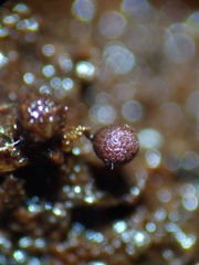 Cribraria rufa