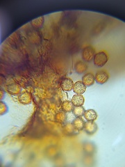 Cribraria rufa