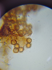 Cribraria rufa