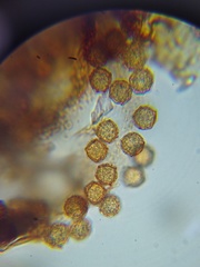 Cribraria rufa