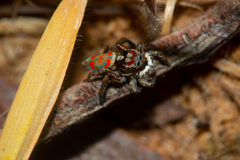 Maratus literatus