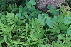 Menispermum dauricum