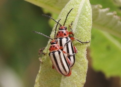 Disonycha latiovittata