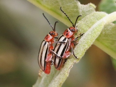 Disonycha latiovittata