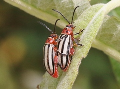 Disonycha latiovittata