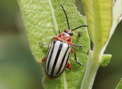 Disonycha latiovittata