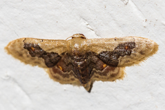 Idaea gemmata