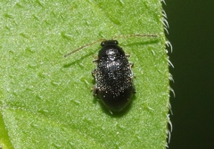 Epitrix similaris
