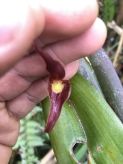 Pleurothallis ruberrima