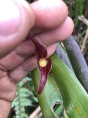 Pleurothallis ruberrima