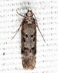 Chionodes pereyra