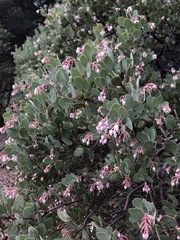 Arctostaphylos viscida pulchella