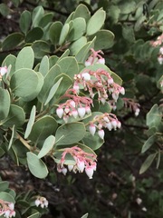 Arctostaphylos viscida pulchella