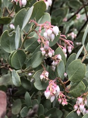Arctostaphylos viscida pulchella