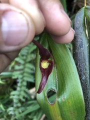 Pleurothallis ruberrima