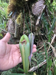 Pleurothallis ruberrima