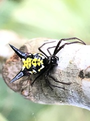 Micrathena raimondi