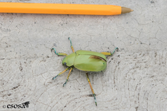 Chrysina modesta