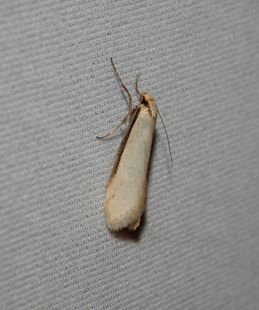 Philobota xiphostola