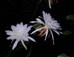 Epiphyllum oxypetalum