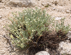 Artemisia albicans