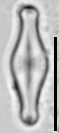 Sellaphora pulchra