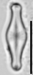 Sellaphora pulchra