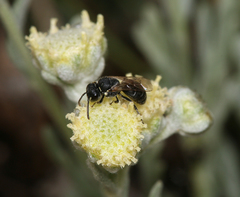 Artemisia albicans