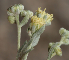 Artemisia albicans