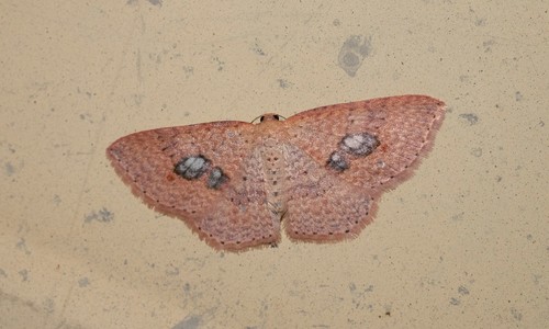 Red-spotted delicate photo 4