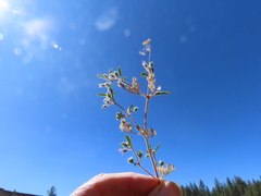 Trichostema simulatum